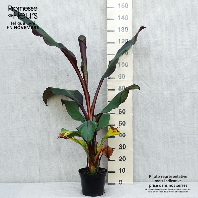 Amostra de Ensete ventricosum Maurelii Vaso de 7,5 L/10 L tal como entregue no outono