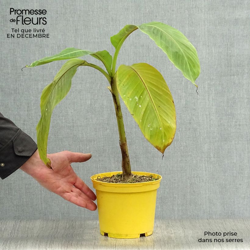 Amostra de Musa sikkimensis Red Tiger - Bananier du Sikkim Vaso de 3 L/4 L tal como entregue no inverno