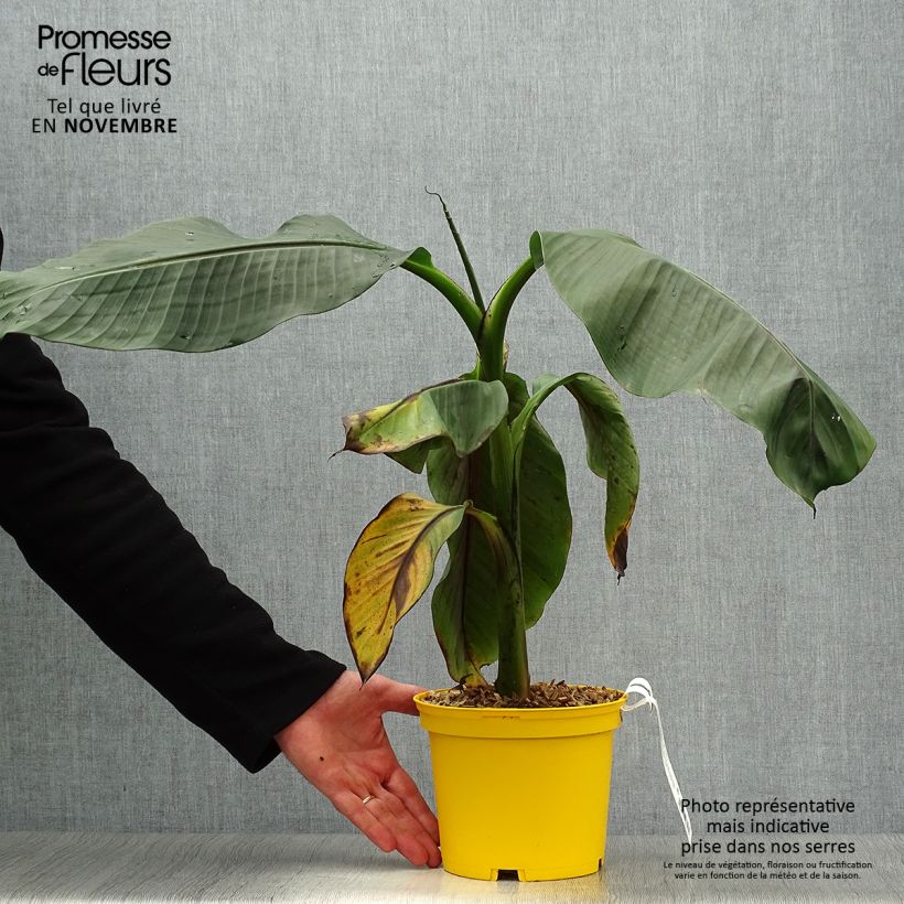 Amostra de Musa sikkimensis Red Tiger - Bananeira-do-Sikkim Vaso de 3 L/4 L tal como entregue no outono