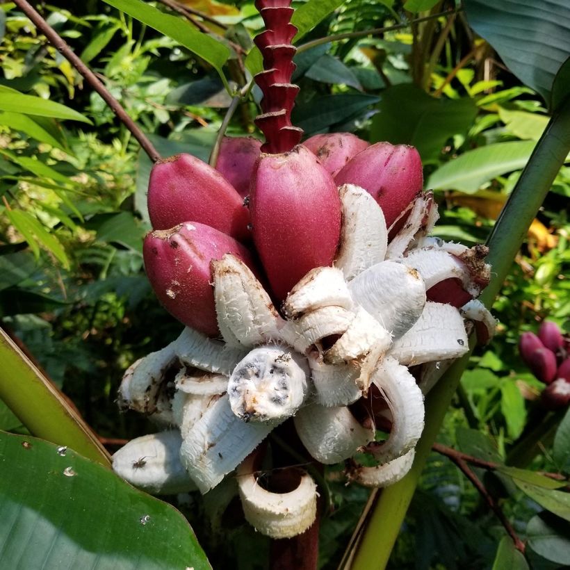 Musa velutina - Bananeira-rosa (Colheita)