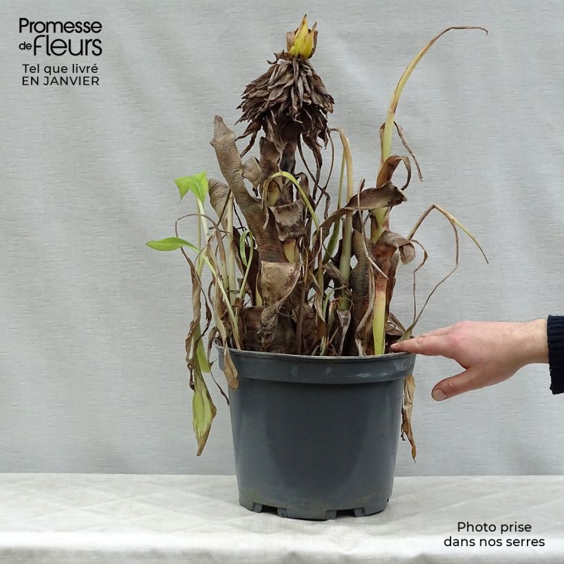 Amostra de Bananier à fleurs roses - Musa velutina Vaso de 12 L/15 L tal como entregue no inverno