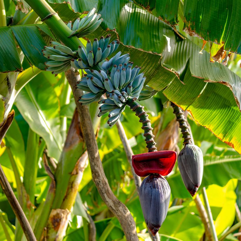 Bananeira Ice Cream - Musa acuminata × balbisiana (Hábito)