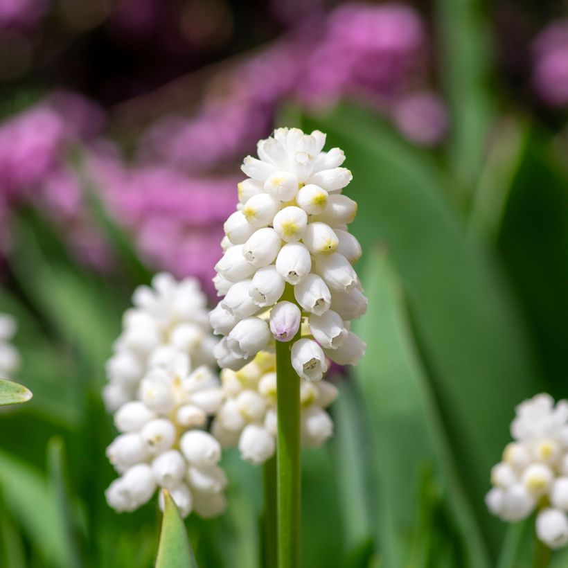 Uva-de-jacinto White Magic - Muscari aucheri (Floração)