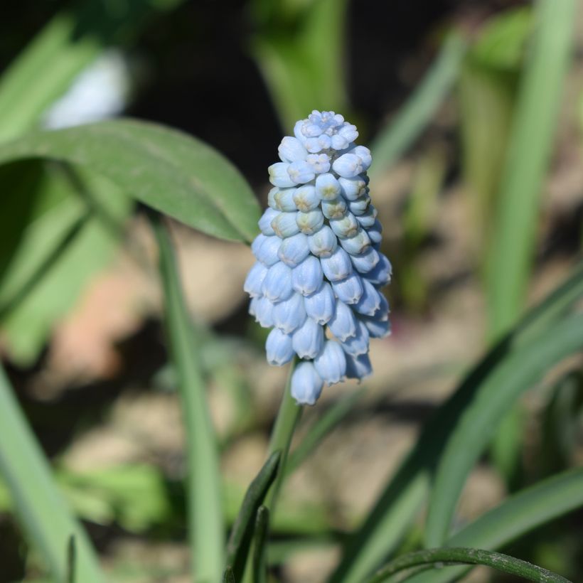 Jacinto-dos-campos Babys Breath - Muscari neglectum (Floração)