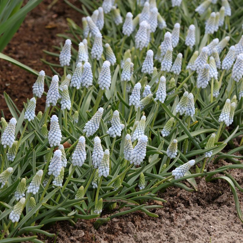 Jacinto-dos-campos Babys Breath - Muscari neglectum (Hábito)
