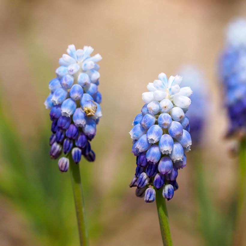 Uva-de-jacinto Mount Hood - Muscari aucheri (Floração)