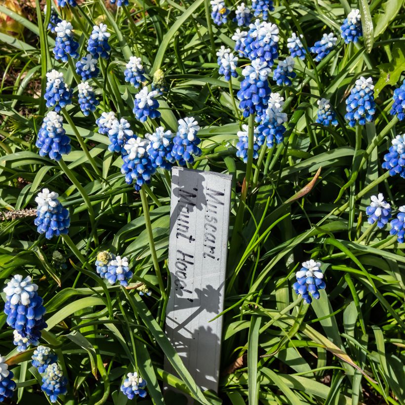 Uva-de-jacinto Mount Hood - Muscari aucheri (Hábito)