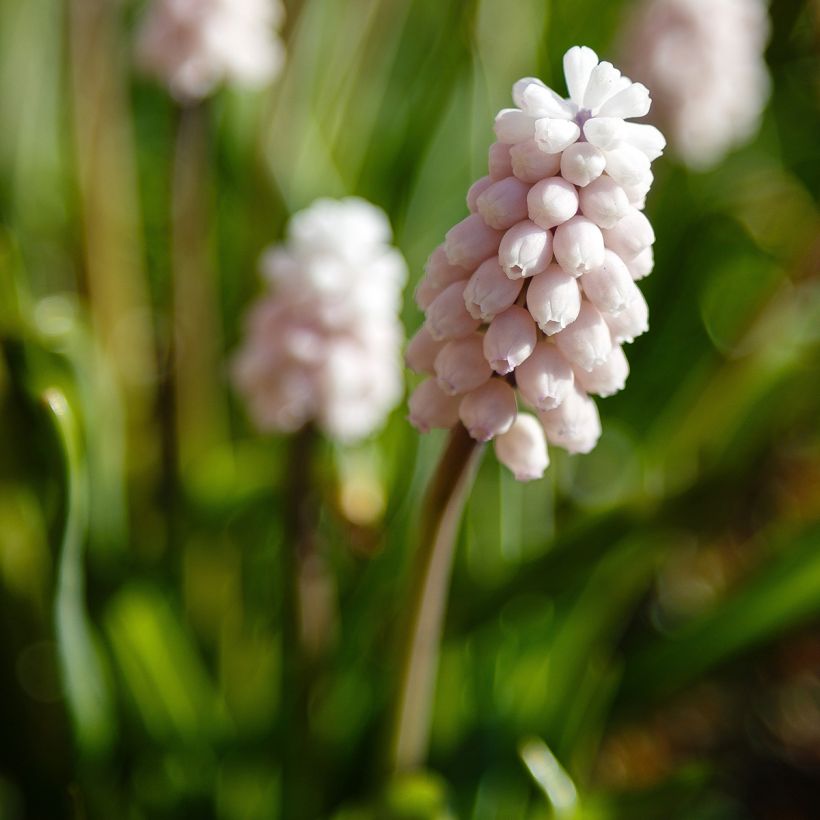 Uva-de-jacinto Pink Sunrise - Muscari (Floração)