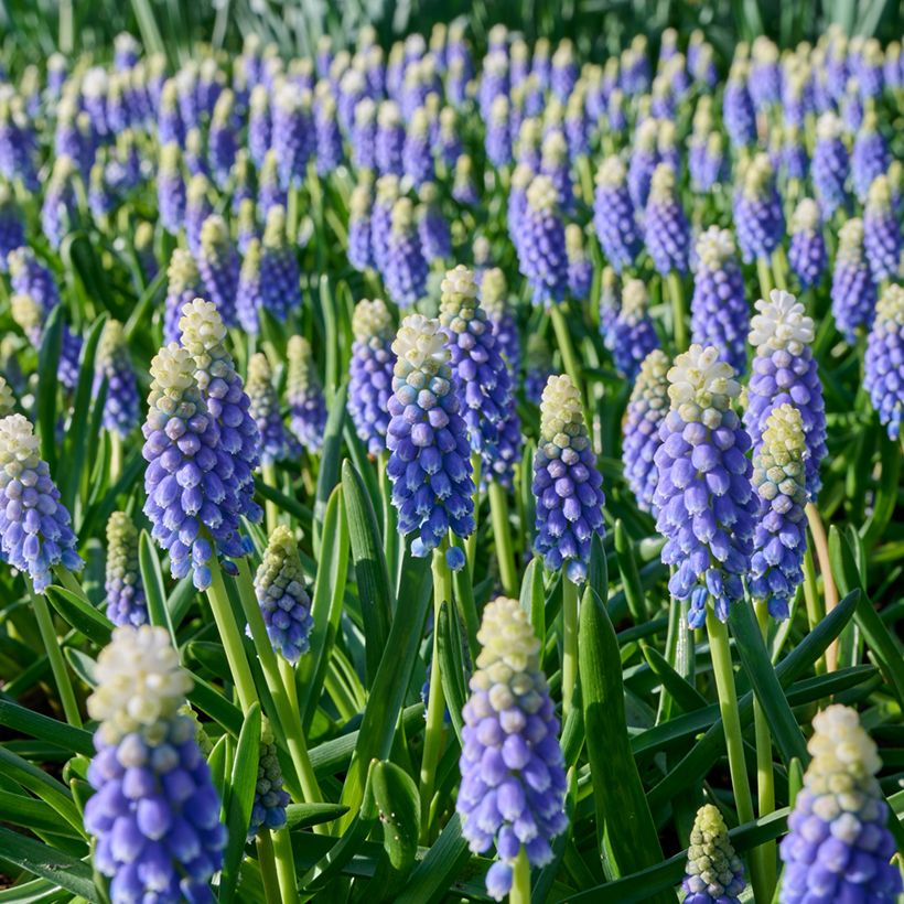 Uva-de-jacinto Touch of Snow - Muscari (Floração)