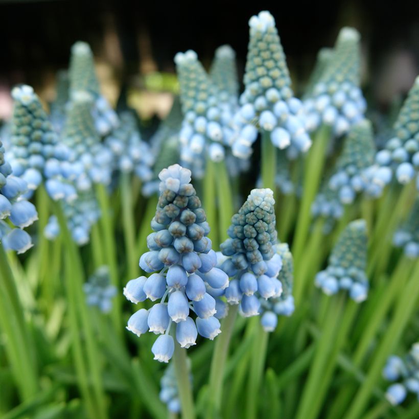 Jacinto-uva Aqua Magic - Muscari armeniacum (Floração)