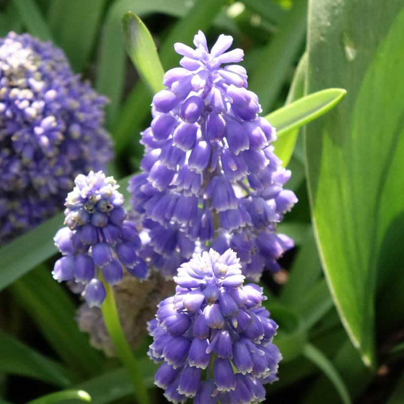 Jacinto-uva Fantasy Creation - Muscari armeniacum (Floração)