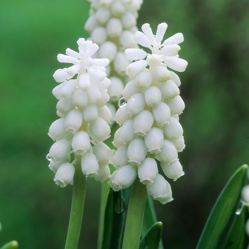 Jacinto-uva Album - Muscari botryoides (Floração)