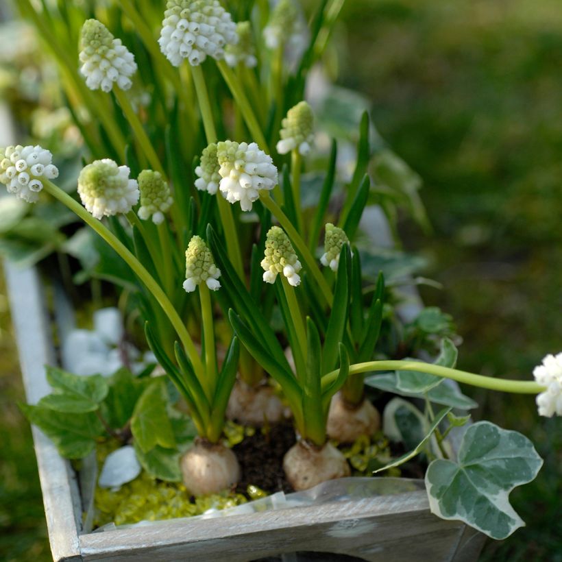 Jacinto-uva Album - Muscari botryoides (Hábito)