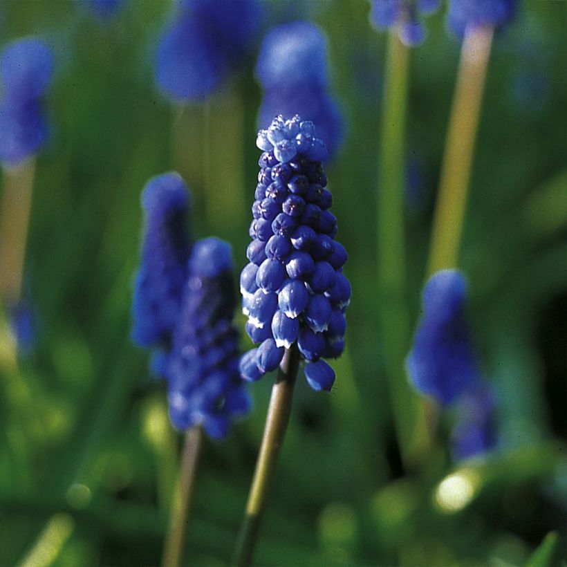 Jacinto-uva Superstar - Muscari botryoides (Floração)