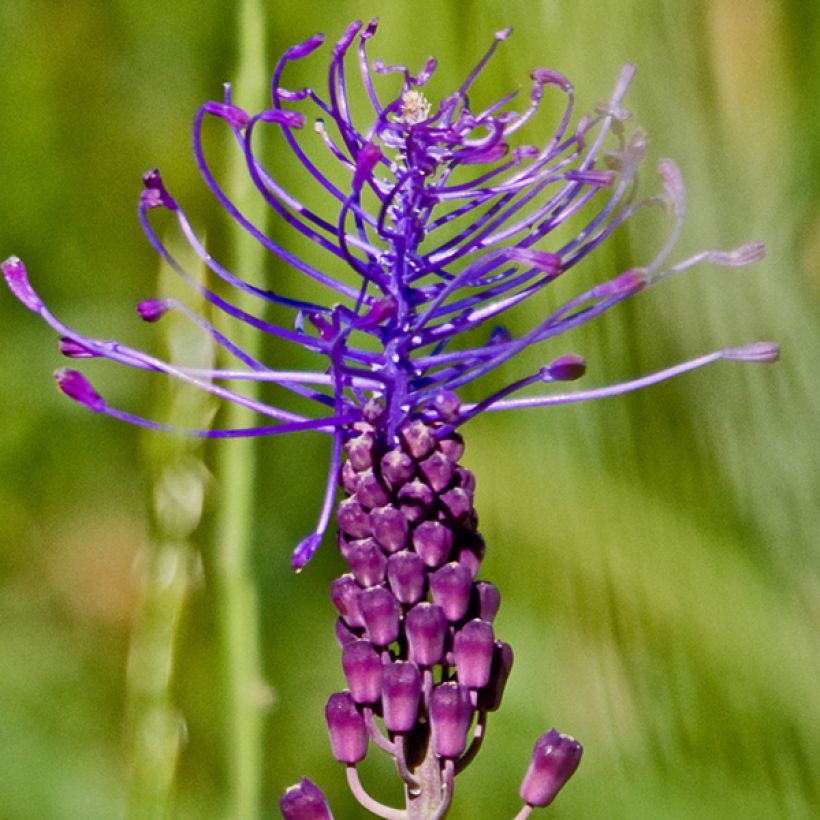 Jacinto-de-touca - Muscari comosum (Floração)