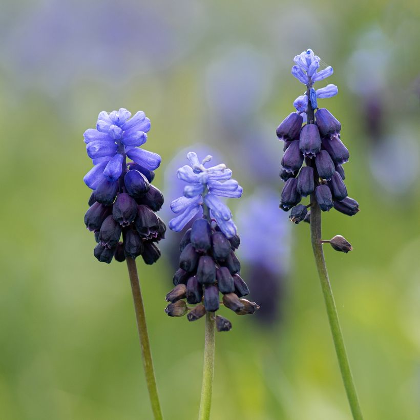 Jacinto-uva - Muscari latifolium (Floração)