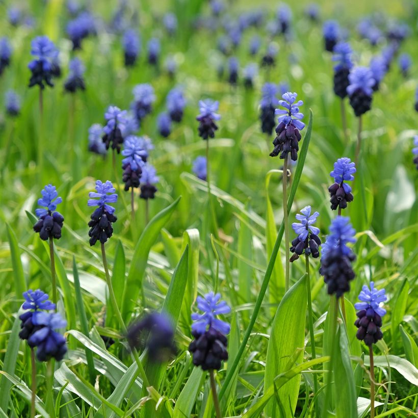 Jacinto-uva - Muscari latifolium (Hábito)