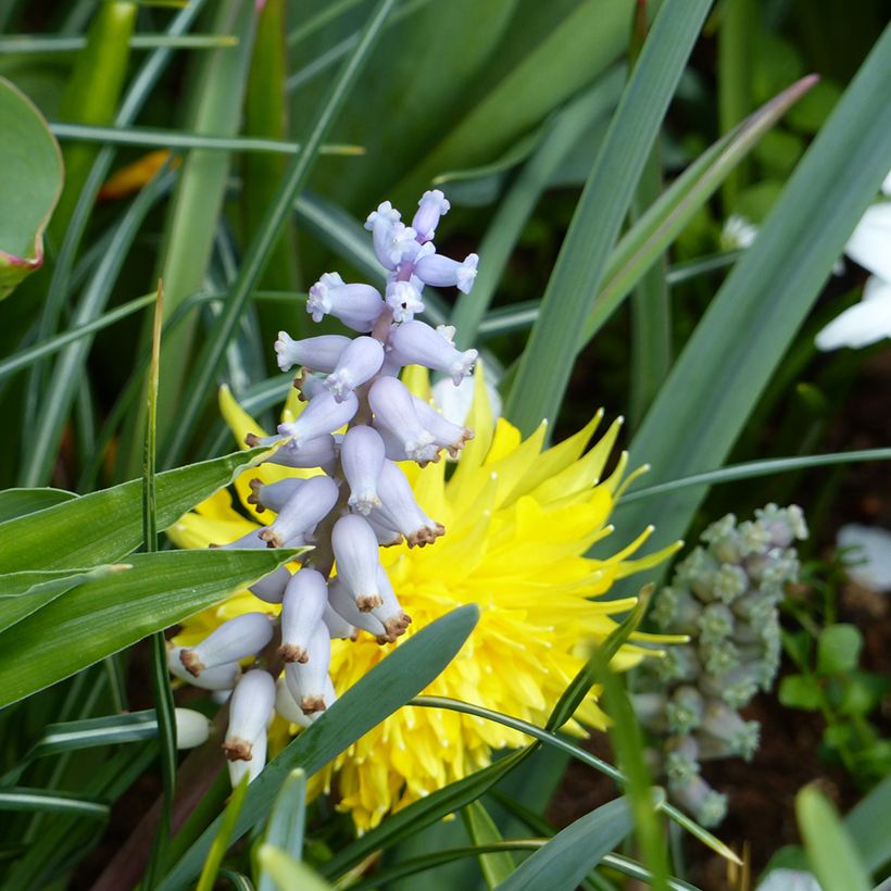 Jacinto-uva - Muscari racemosum (Floração)