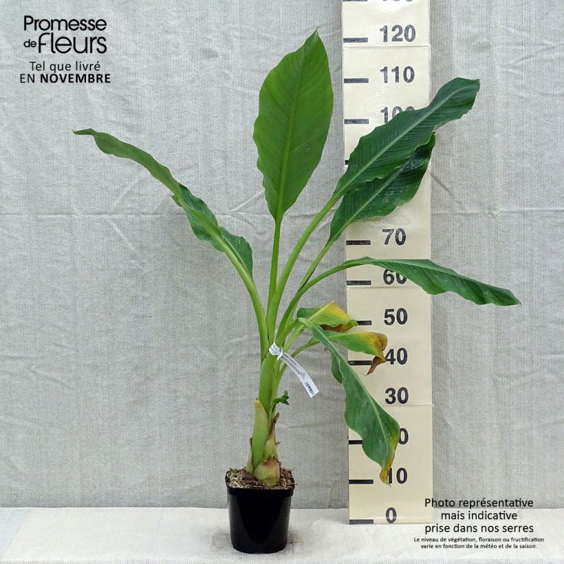 Amostra de Musella lasiocarpa Vaso de 2 L/3 L tal como entregue no outono
