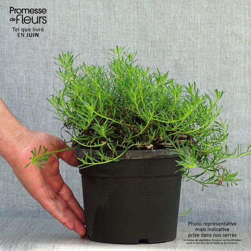 Amostra de Myoporum parvifolium Fleurs roses Vaso de 3 L/4 L tal como entregue no verão