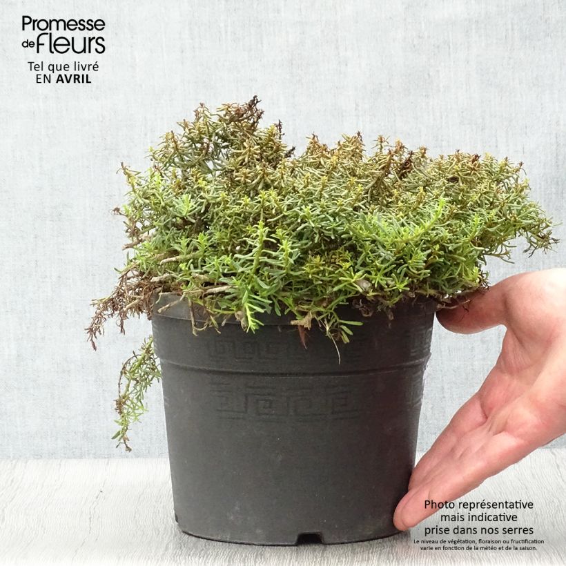 Amostra de Myoporum parvifolium Fleurs roses Vaso de 3 L/4 L tal como entregue na primavera