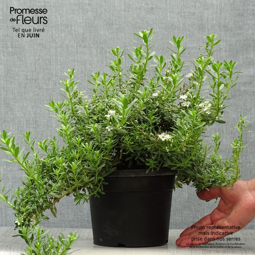 Amostra de Myoporum parvifolium Fleurs Brancas Vaso de 3 L/4 L tal como entregue no verão