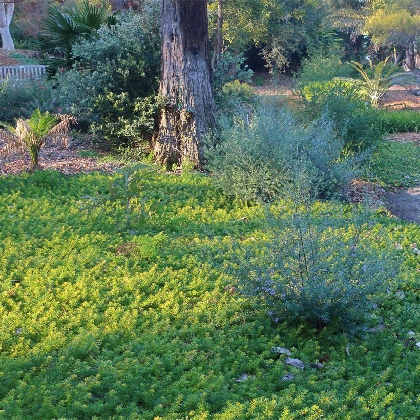 Myoporum parvifolium Fleurs Brancas (Hábito)