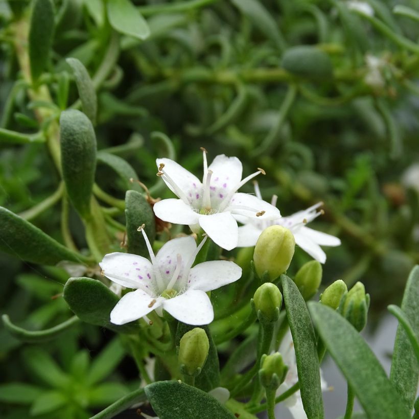 Myoporum parvifolium Fleurs Brancas (Floração)