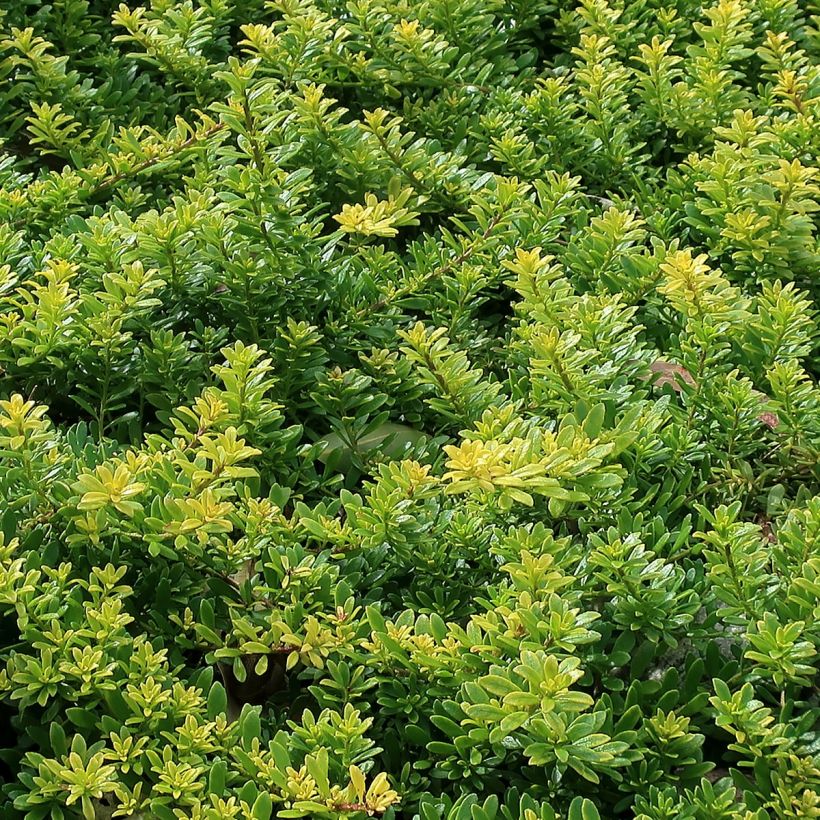 Myoporum parvifolium Fleurs roses (Folhagem)