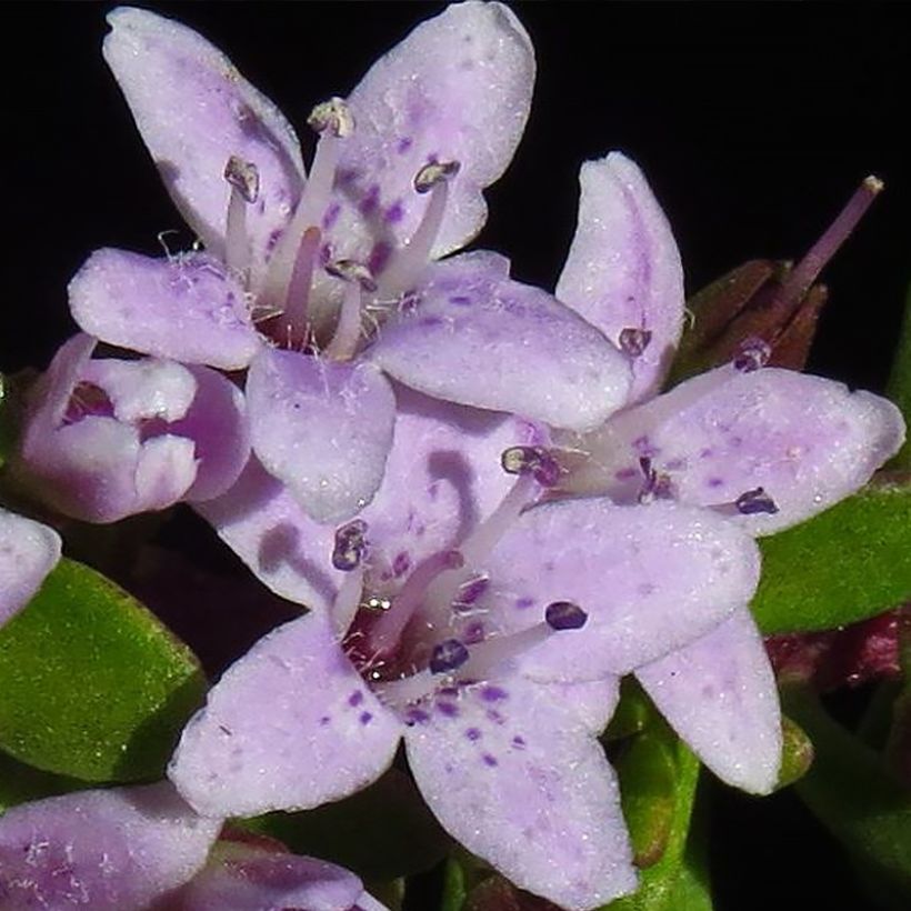 Myoporum parvifolium Fleurs roses (Floração)