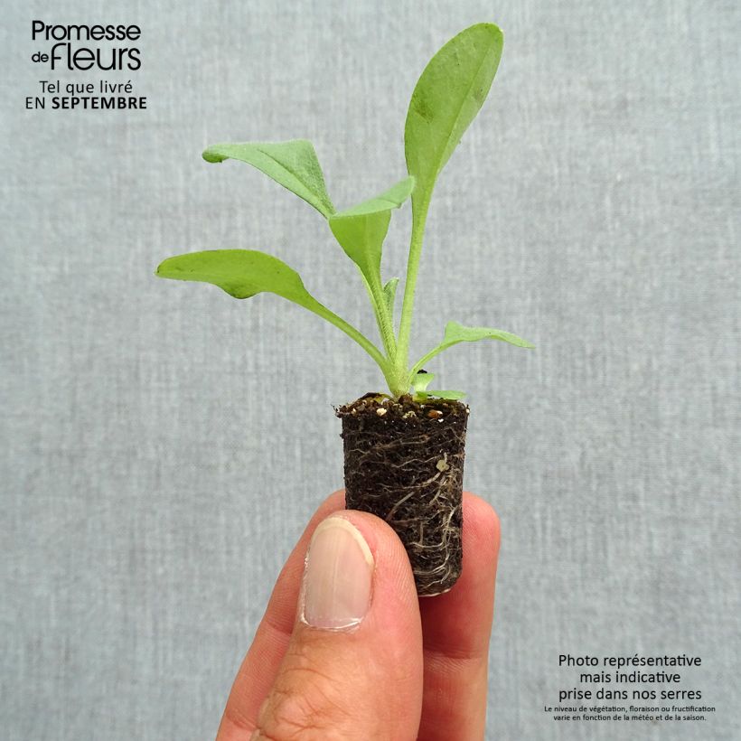 Amostra de Myosotis Blue Sylva  Mini-motte Ø 1,5/2,5 cm tal como entregue no outono