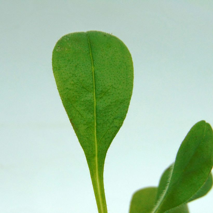 Miosótis sylvatica Blue Sylva (Folhagem)