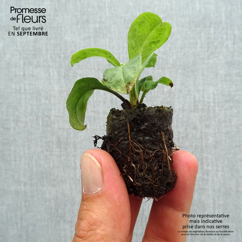 Amostra de Myosotis Myomark Mini-motte Ø 3/4 cm tal como entregue no outono