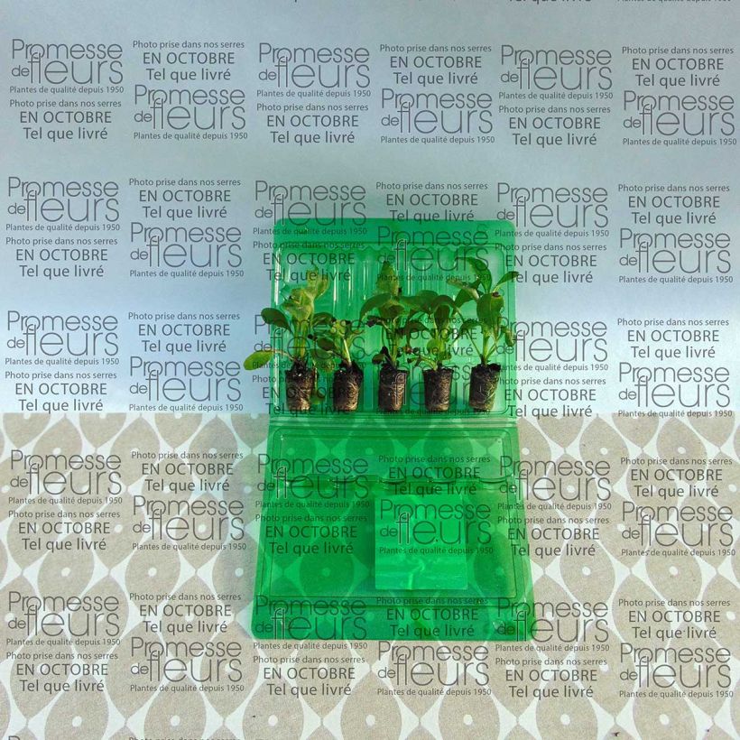 Exemplo de amostra de Myosotis Roi des Carmins - Myosotis sylvatica Mini-torrão Ø 3/4 cm tal como entregue