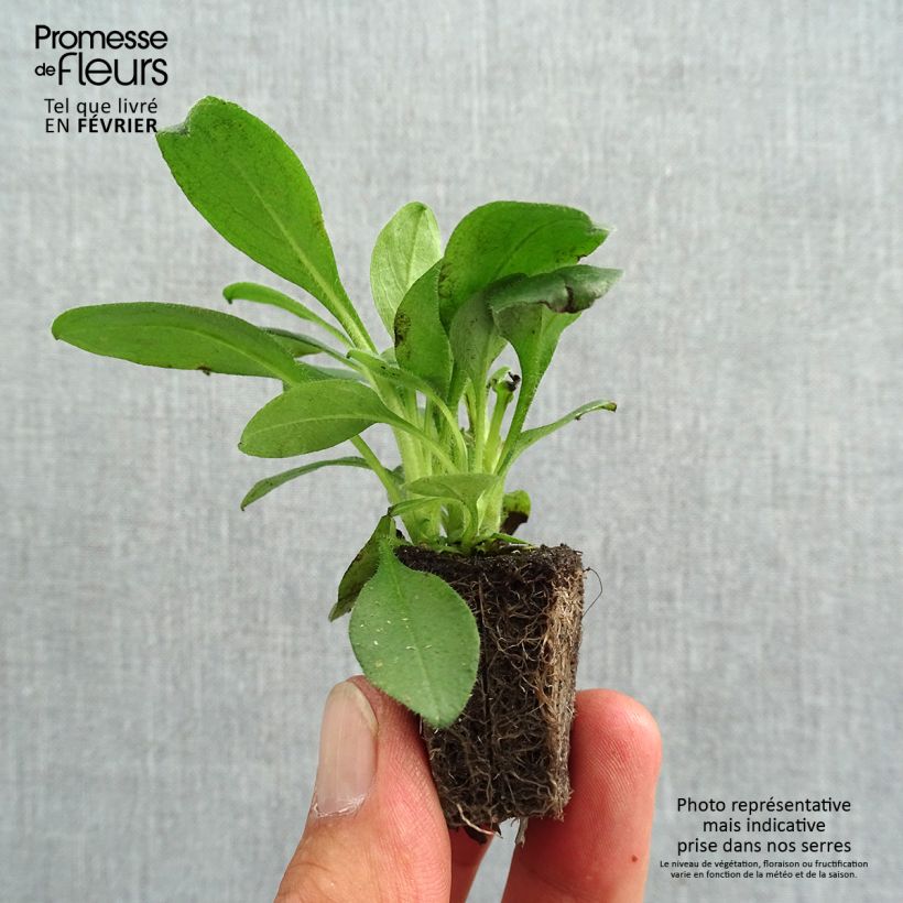 Amostra de Myosotis Snowsylva Mini-motte Jardimotte: torrão de 3,8 cm x 3,2 cm em tabuleiro de cultivo de 16 unidades tal como entregue no outono