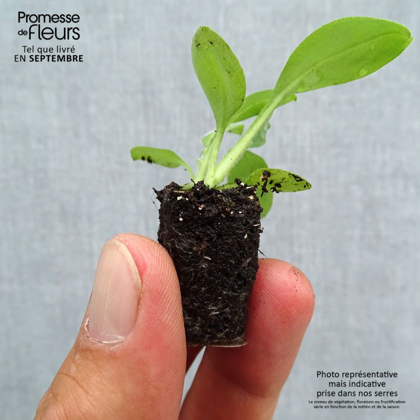 Amostra de Myosotis Snowsylva Mini-motte Mini-torrão Ø 3/4 cm tal como entregue no outono