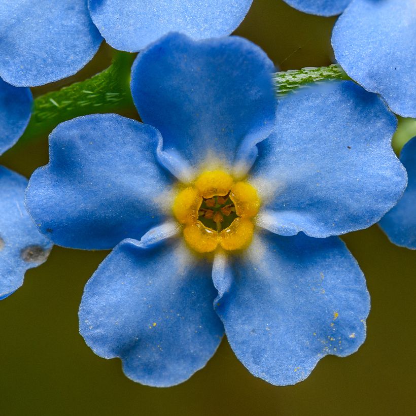 Myosotis scorpioides (Floração)