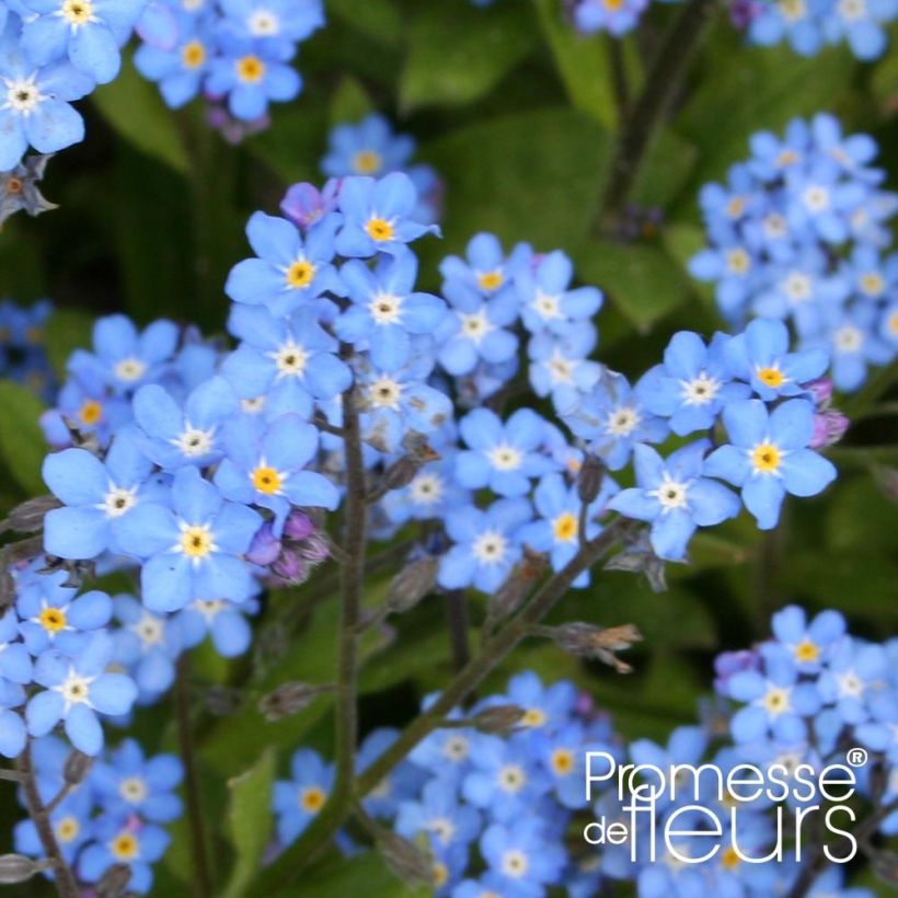 Miosótis sylvatica Savoie Blue em minimottes (Floração)