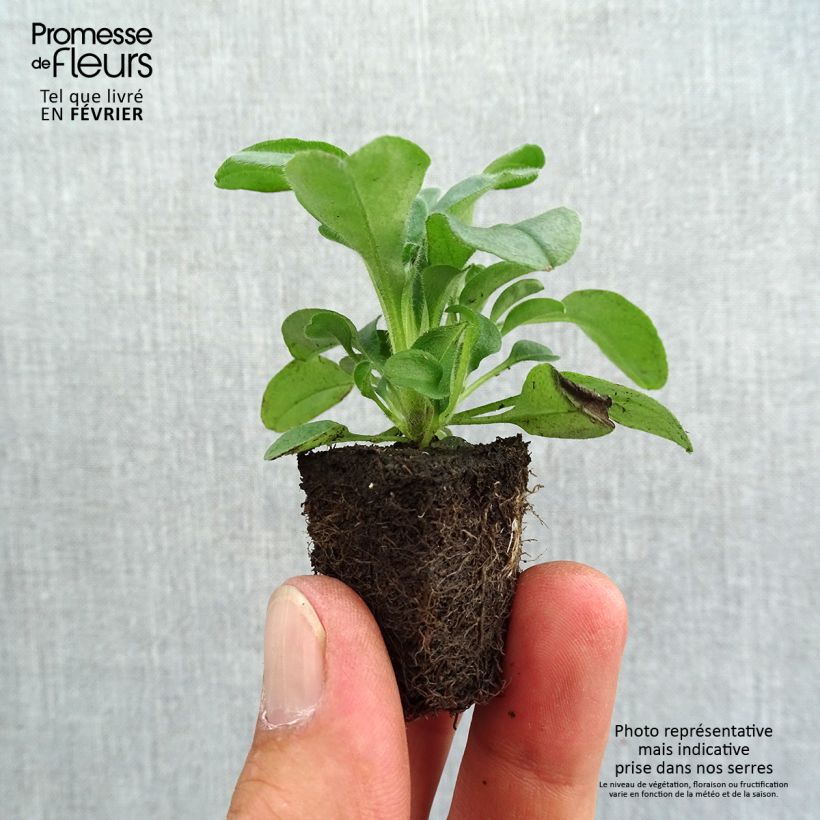 Amostra de Myosotis sylvatica Savoie Blue Mini-motte Jardimotte: torrão de 3,8 cm x 3,2 cm em tabuleiro de cultivo de 16 unidades tal como entregue no outono