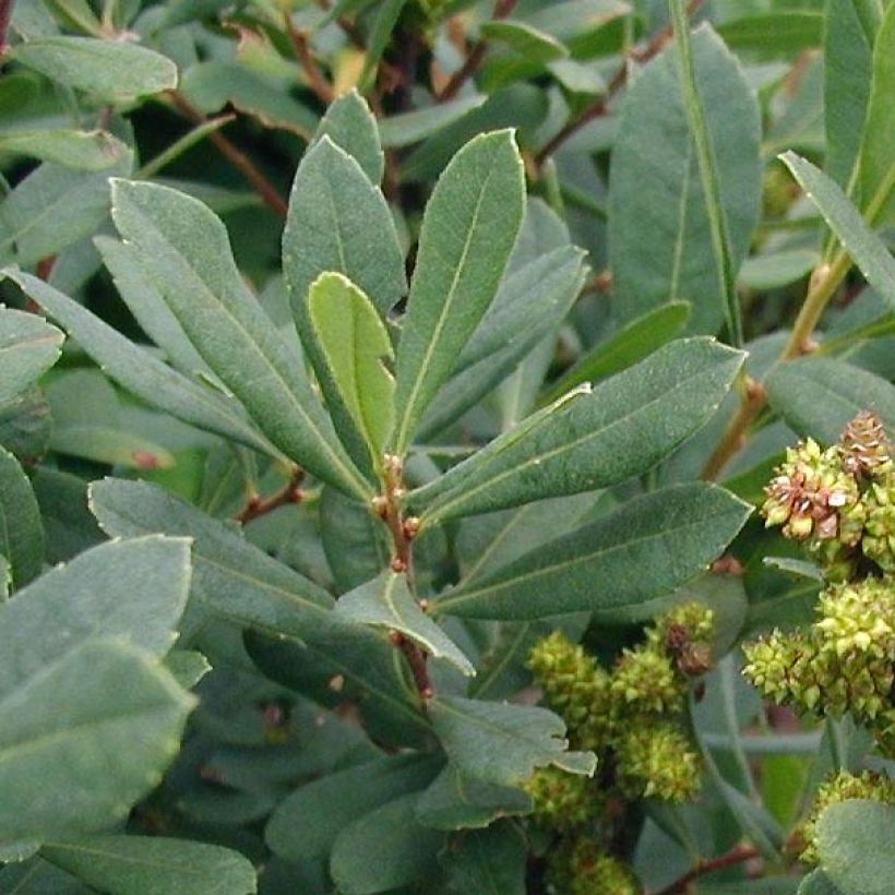 Myrica gale (Folhagem)