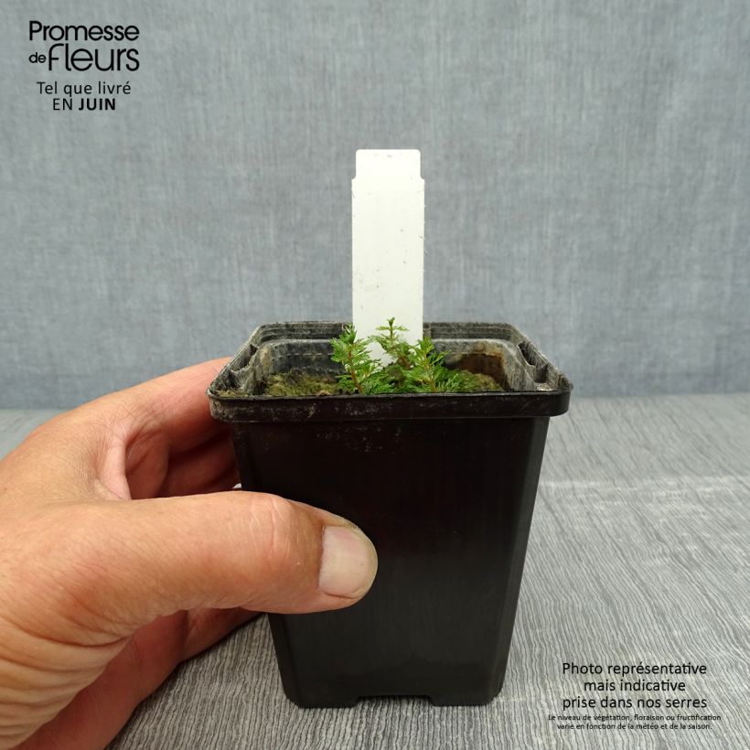 Amostra de Myriophyllum spicatum Vaso de 8/9 cm tal como entregue no verão