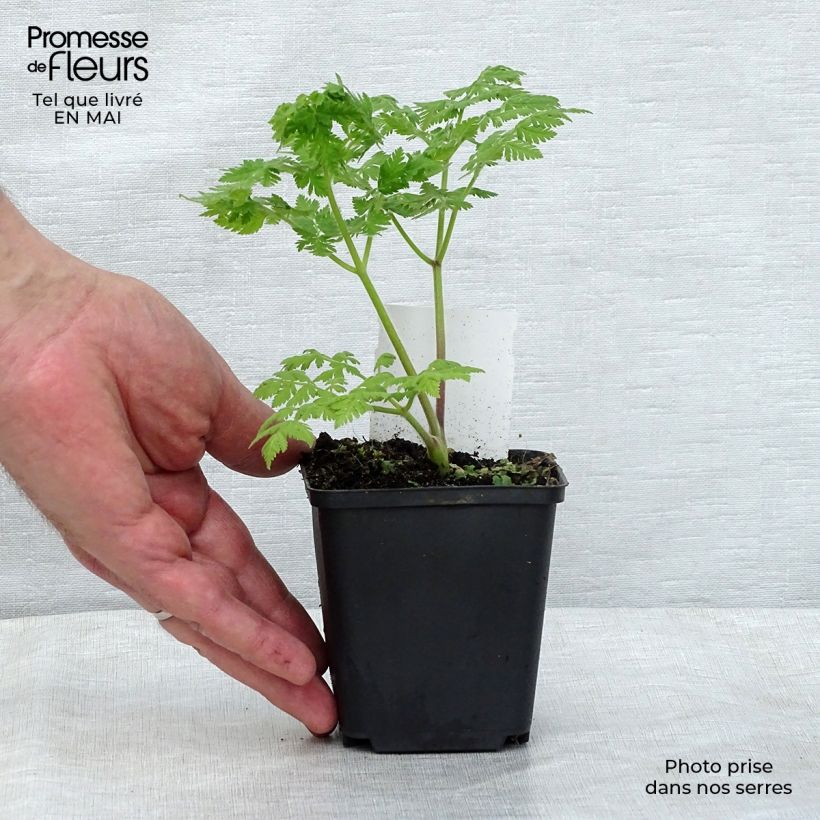 Amostra de Myrrhis odorata Vaso de 8/9 cm tal como entregue na primavera