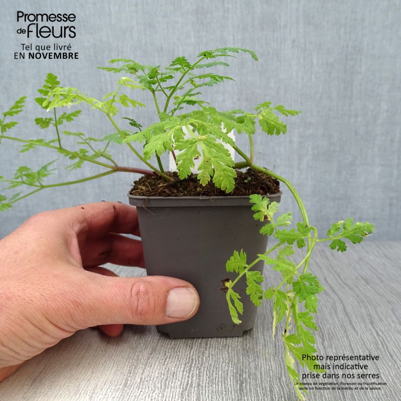 Amostra de Myrrhis odorata Vaso de 8/9 cm tal como entregue no outono