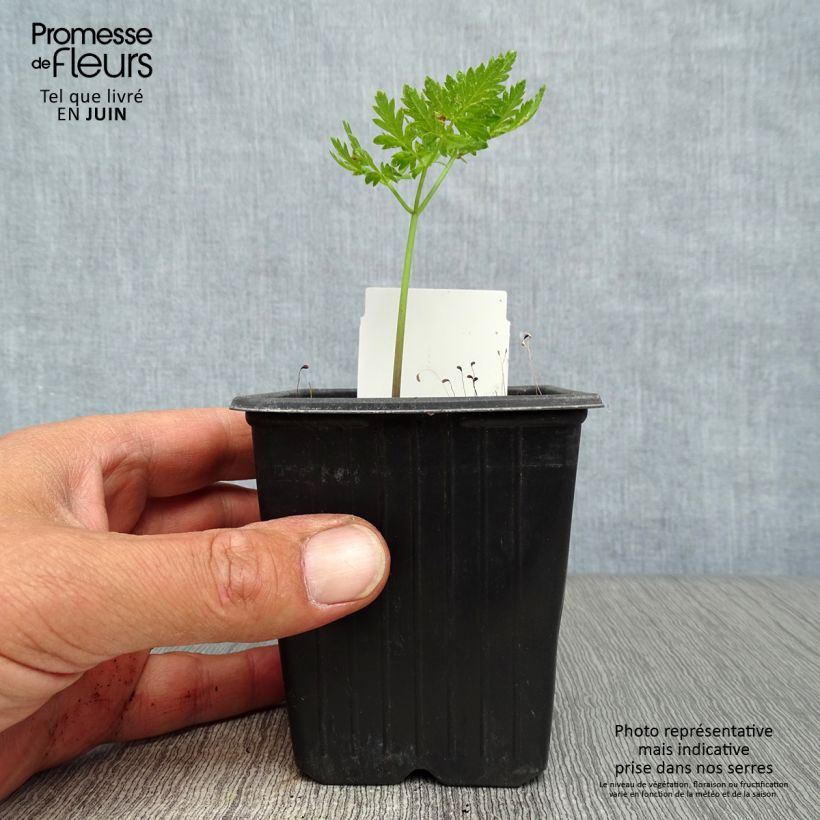 Amostra de Myrrhis odorata Vaso de 8/9 cm tal como entregue no verão