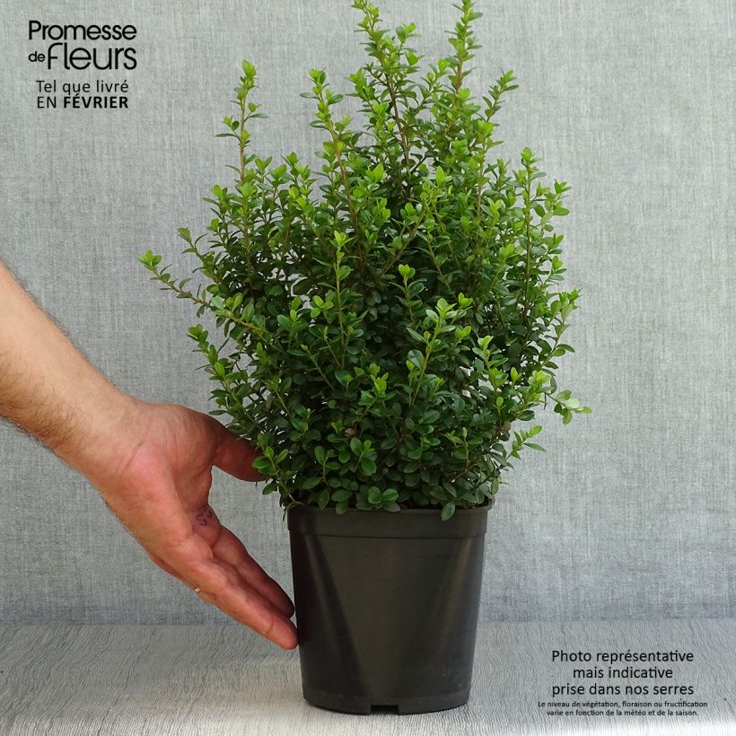 Amostra de Myrsine africana Vaso de 2 L/3 L tal como entregue no outono