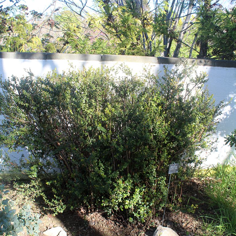 Myrsine africana (Hábito)