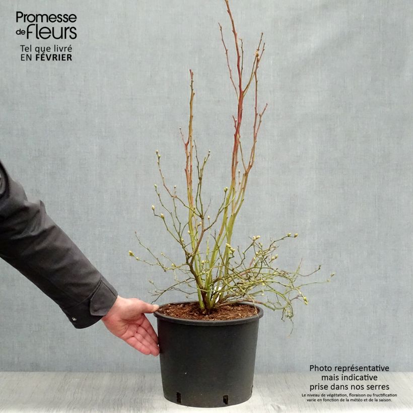 Amostra de Myrtille Goldtraube - Vaccinium corymbosum Vaso de 7,5 L/10 L, Arbusto tal como entregue no inverno