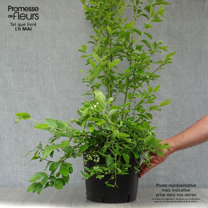 Amostra de Mirtilo Goldtraube - Vaccinium corymbosum Vaso de 7,5 L/10 L, Arbusto tal como entregue na primavera