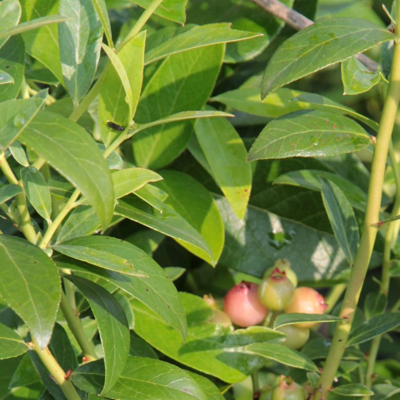 Mirtilo Duke - Vaccinium corymbosum (Folhagem)