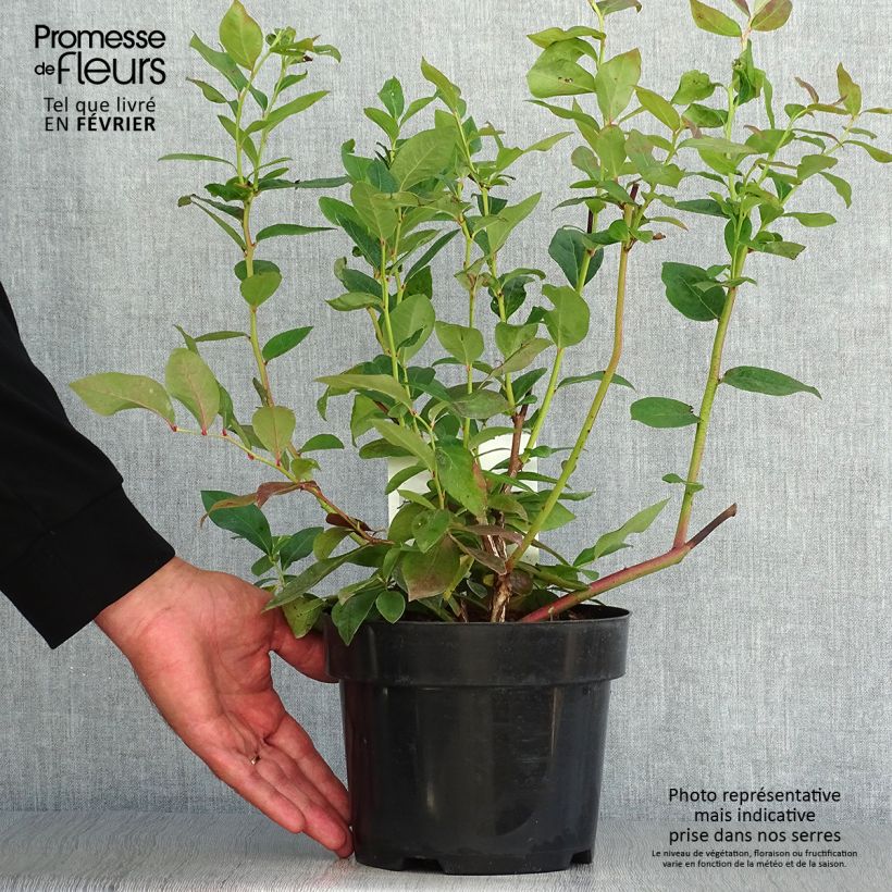 Amostra de Mirtilo Duke - Vaccinium corymbosum Vaso de 2 L/3 L tal como entregue no outono